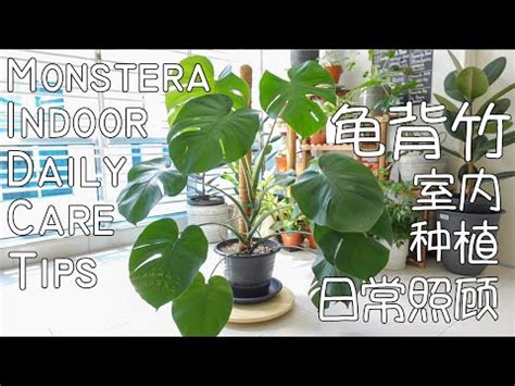 monstera plant 中文